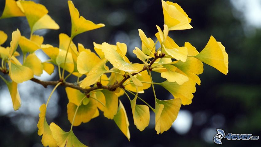 ginkgo (páfrányfenyő), sárga levelek, gally