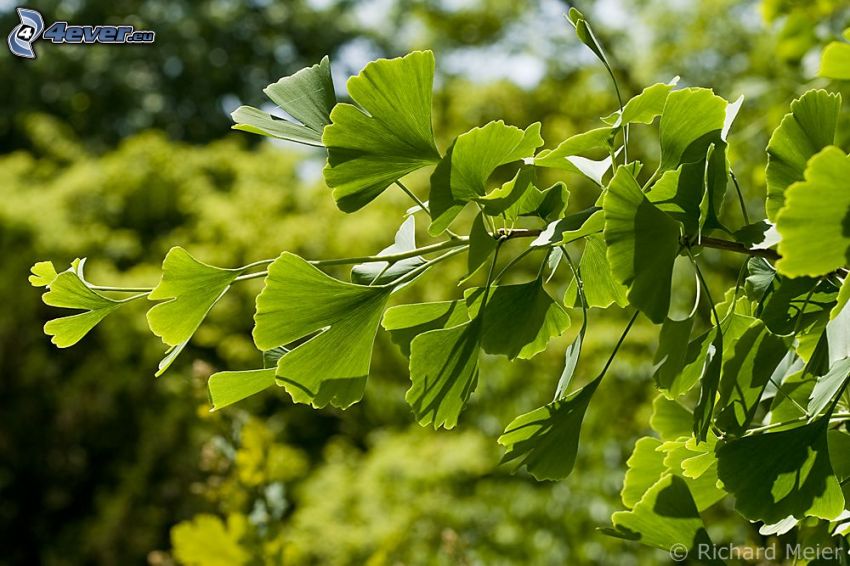 ginkgo (páfrányfenyő), zöld levelek, ág