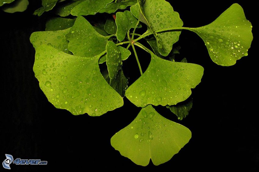 ginkgo (páfrányfenyő), zöld levelek, cseppek a leveleken