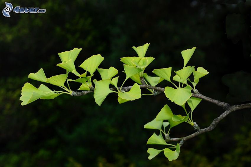 ginkgo (páfrányfenyő), zöld levelek, gally