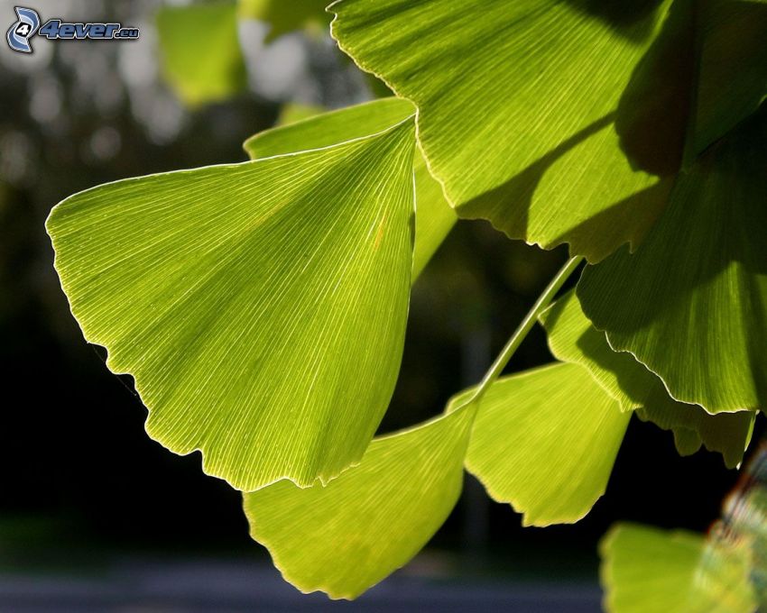 ginkgo (páfrányfenyő), zöld levelek
