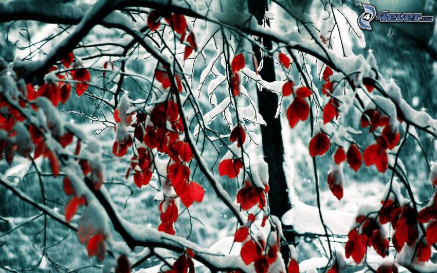 havas fa, piros levelek