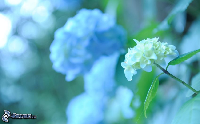 hortenzia, fehér virág