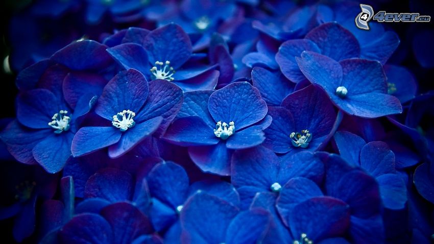 hortenzia, kék virágok