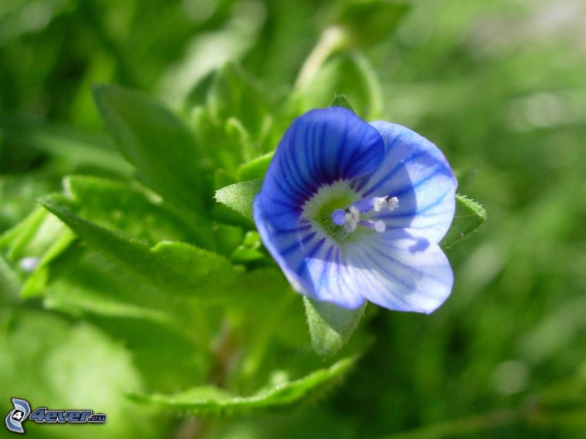 kék virág