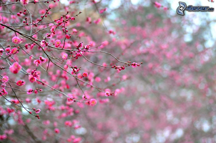 kivirágzott fa, rózsaszín virágok