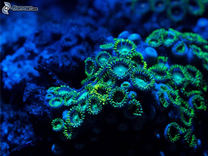 korallok