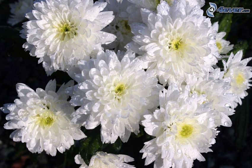 krizantémok, fehér virágok