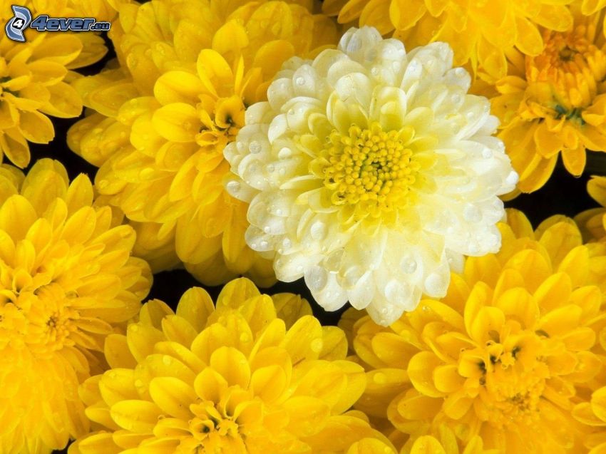 krizantémok, sárga virágok