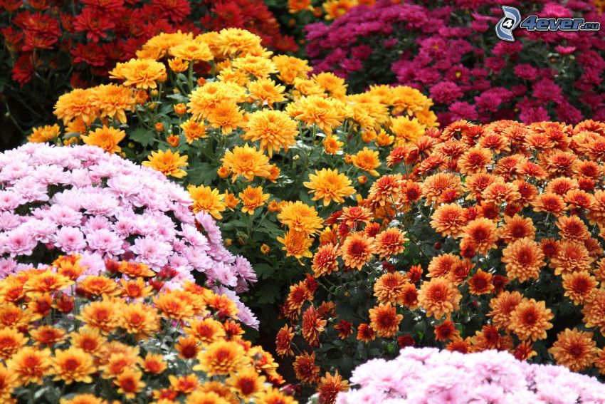 krizantémok, színes virágok