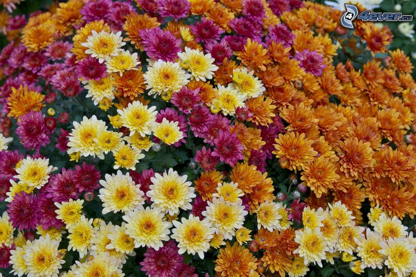 krizantémok, színes virágok