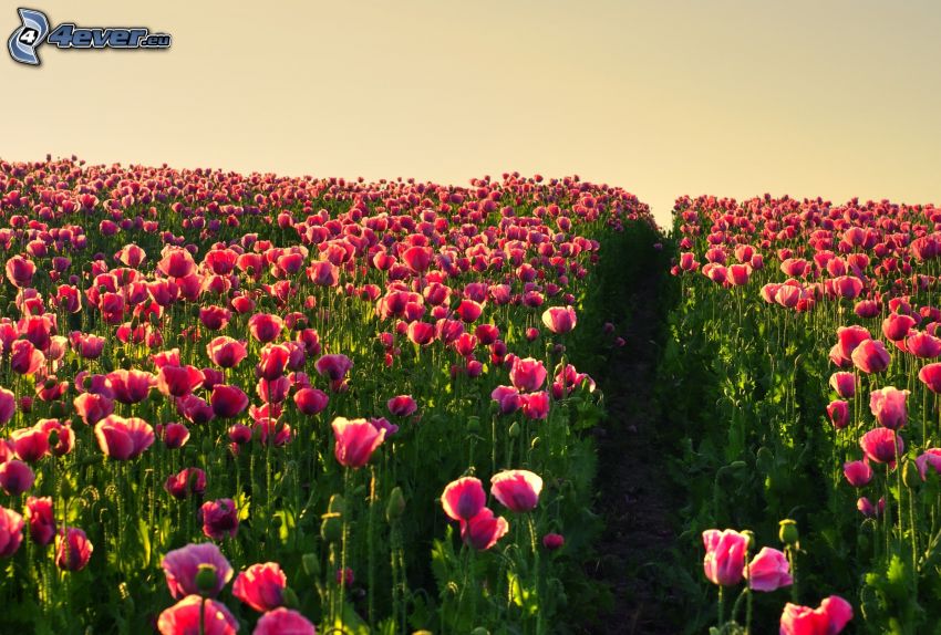 lila tulipánok, mező