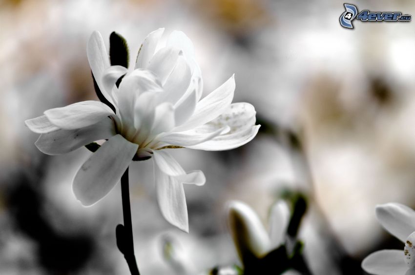magnólia, fehér virágok
