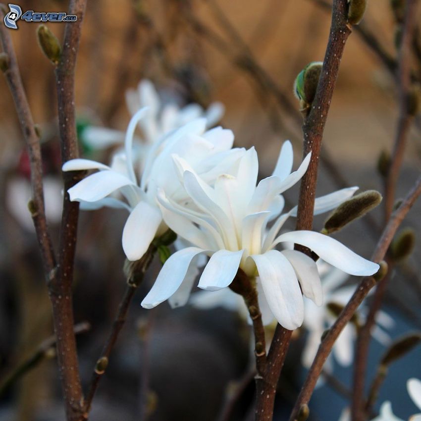 magnólia, fehér virágok