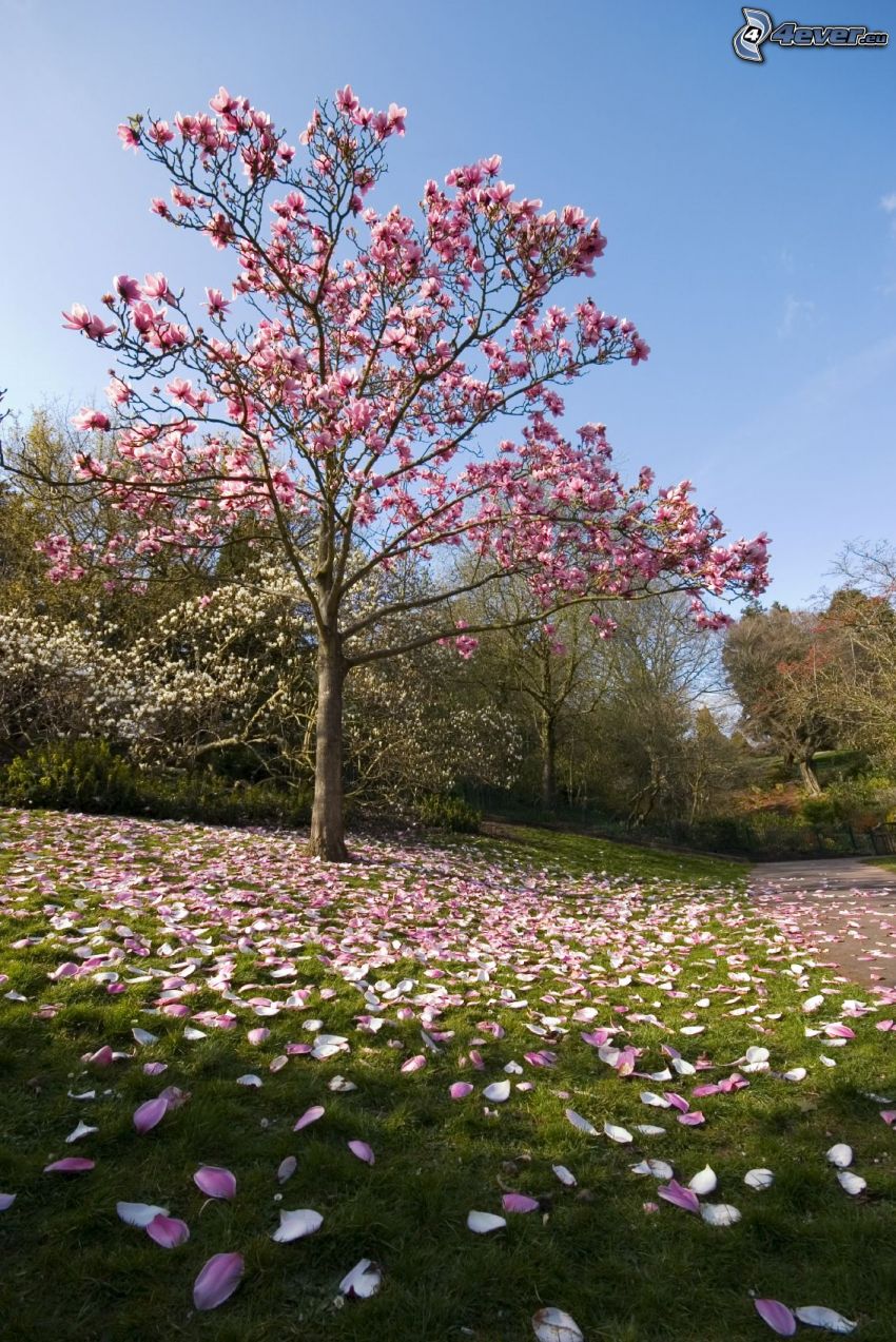 magnólia, rózsaszín fa, virágszirmok