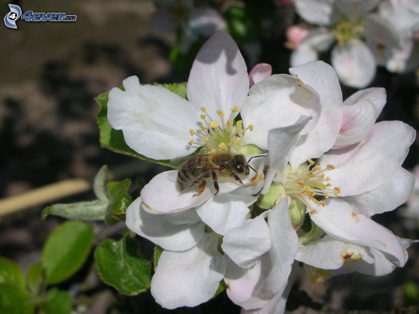 méh a virágon