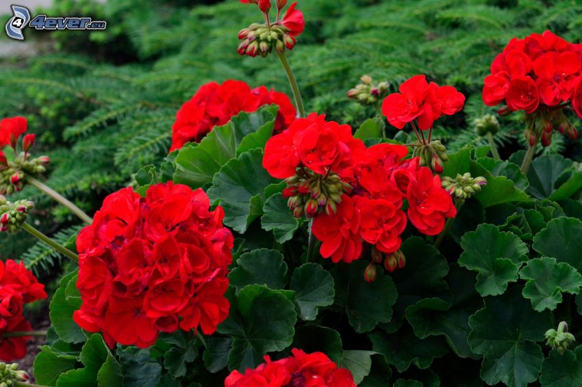 muskátli, piros virágok