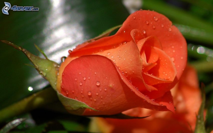 narancssárga rózsa, vízcseppek