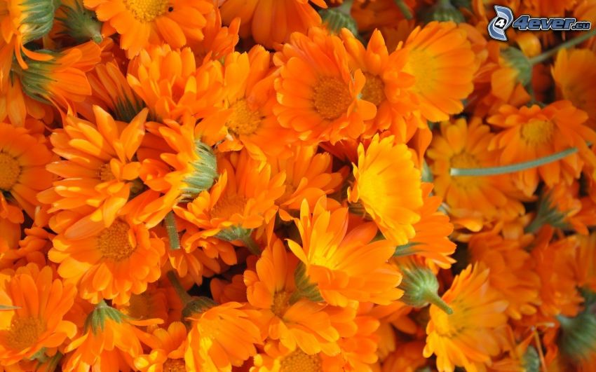 narancssárga virágok