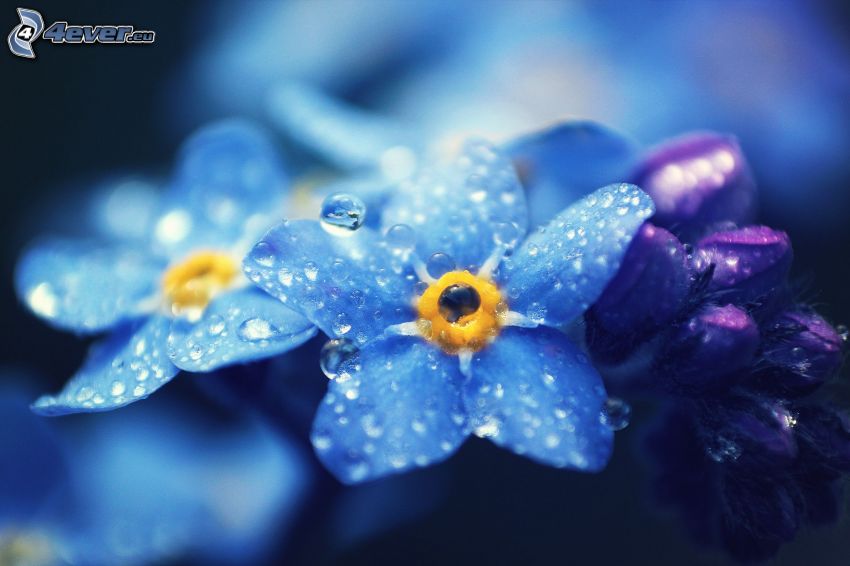 nefelejcsek, harmatos virág, kék virágok