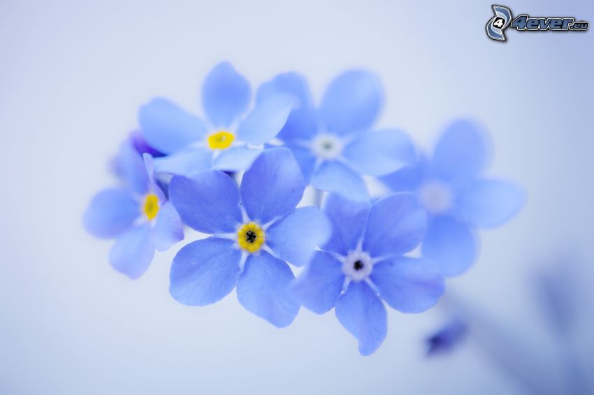 nefelejcsek, kék virágok