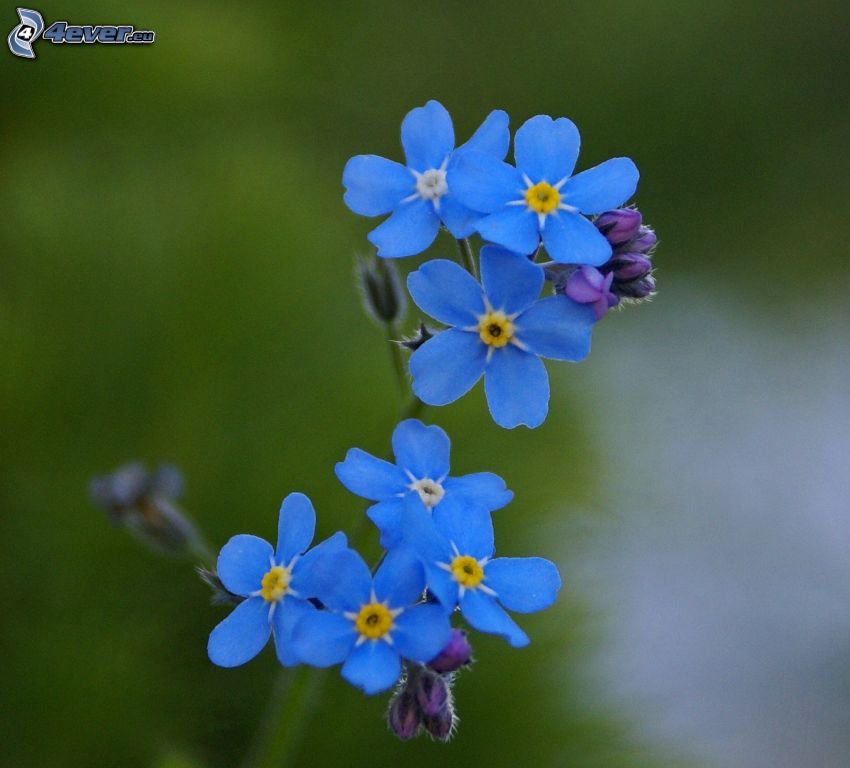 nefelejcsek, kék virágok
