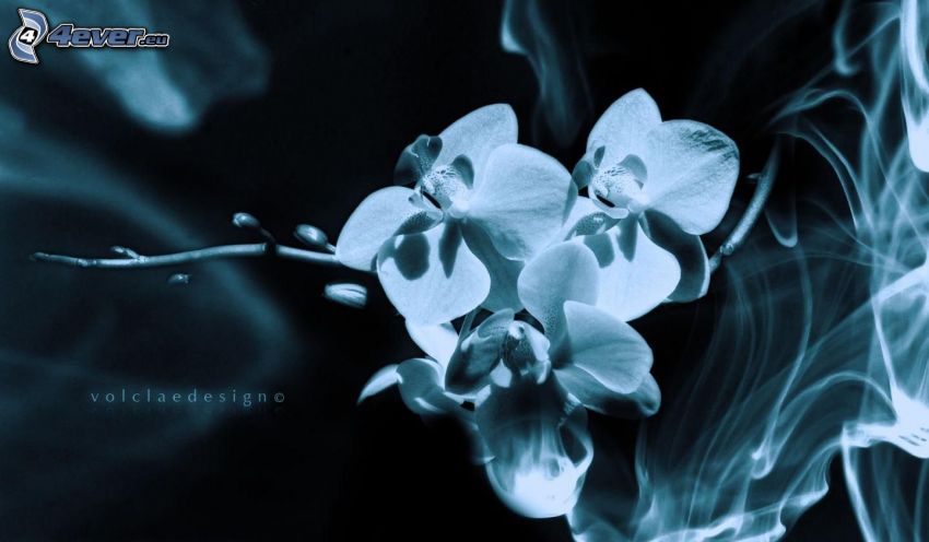 Orchidea, füst, fekete-fehér