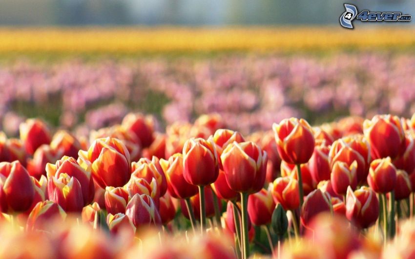 piros tulipánok, mező