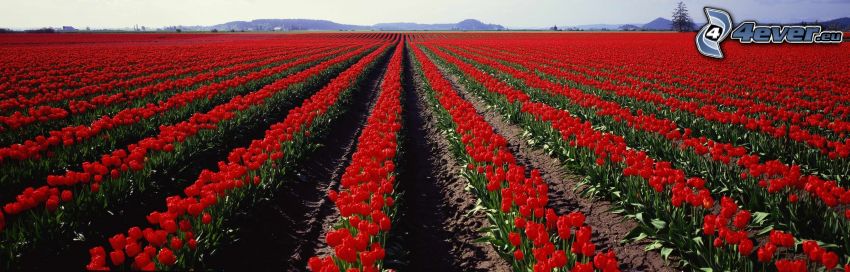 piros tulipánok