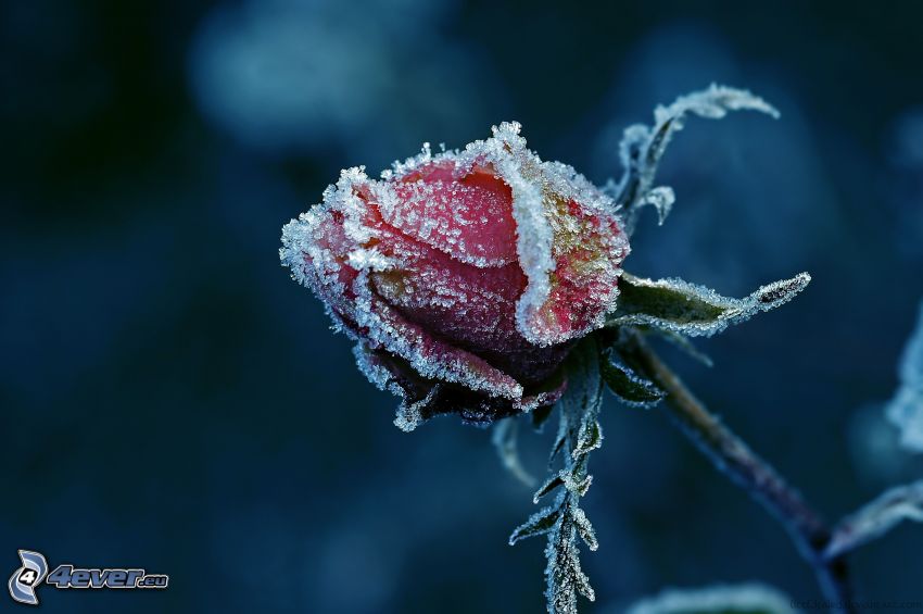 rózsa, jegesedés
