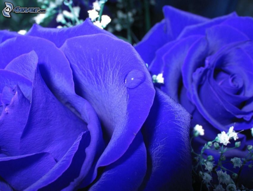 rózsák, kék virágok