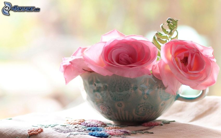 rózsaszín rózsák, csésze