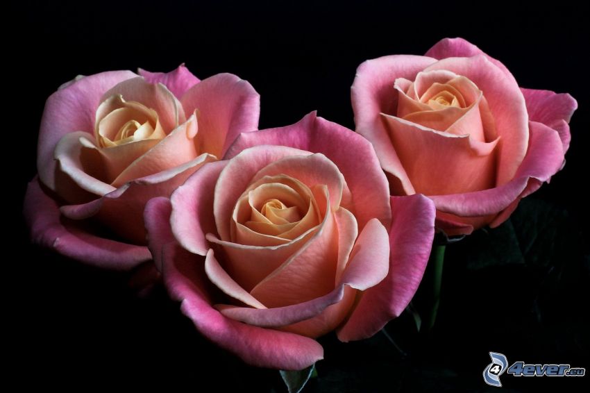 rózsaszín rózsák