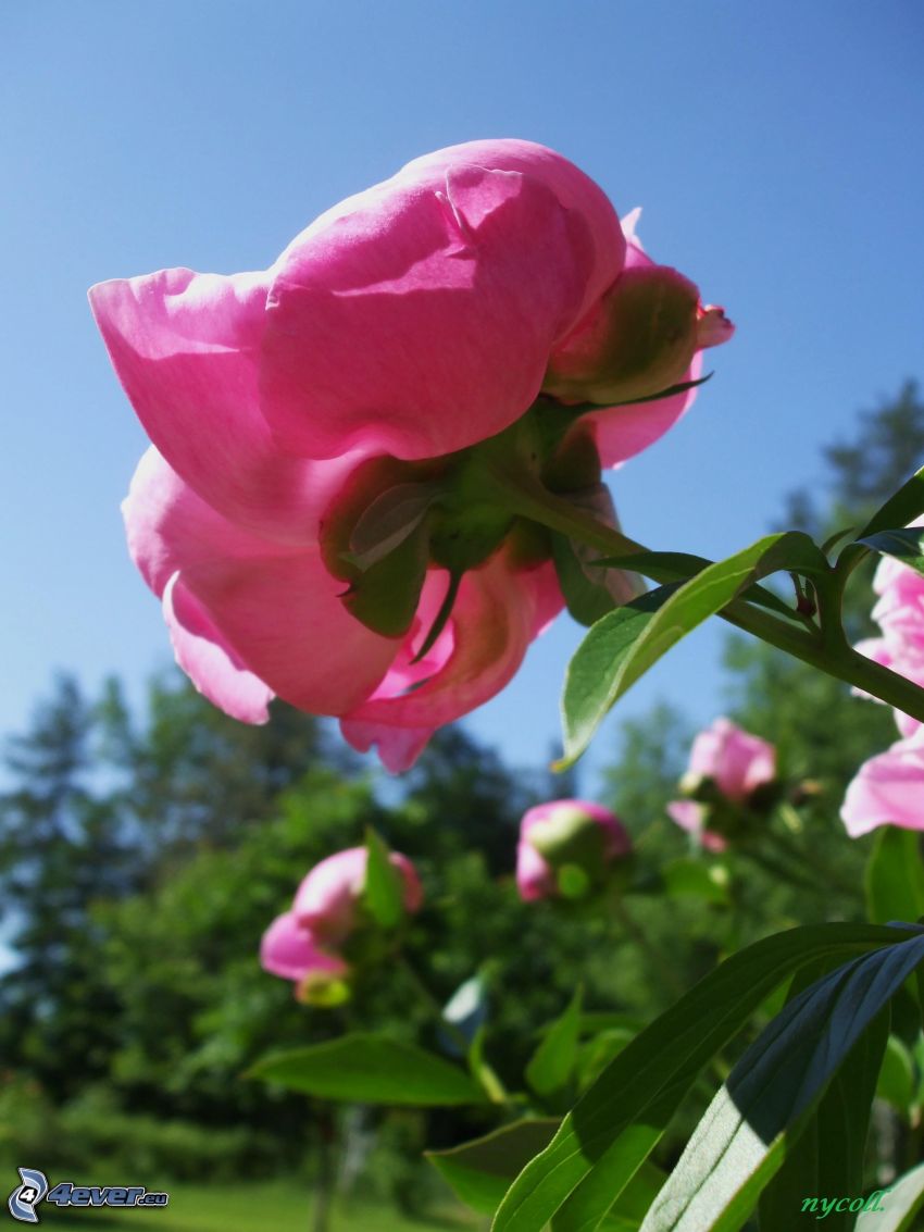 rózsaszín rózsák