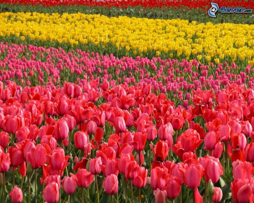 rózsaszín tulipánok, sárga tulipánok, piros tulipánok, mező