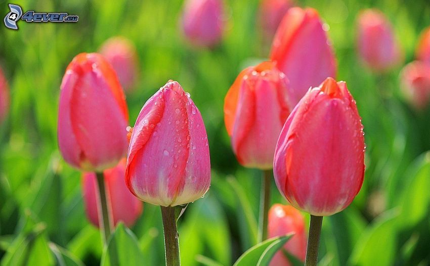 rózsaszín tulipánok
