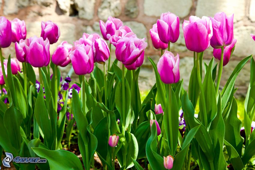 rózsaszín tulipánok