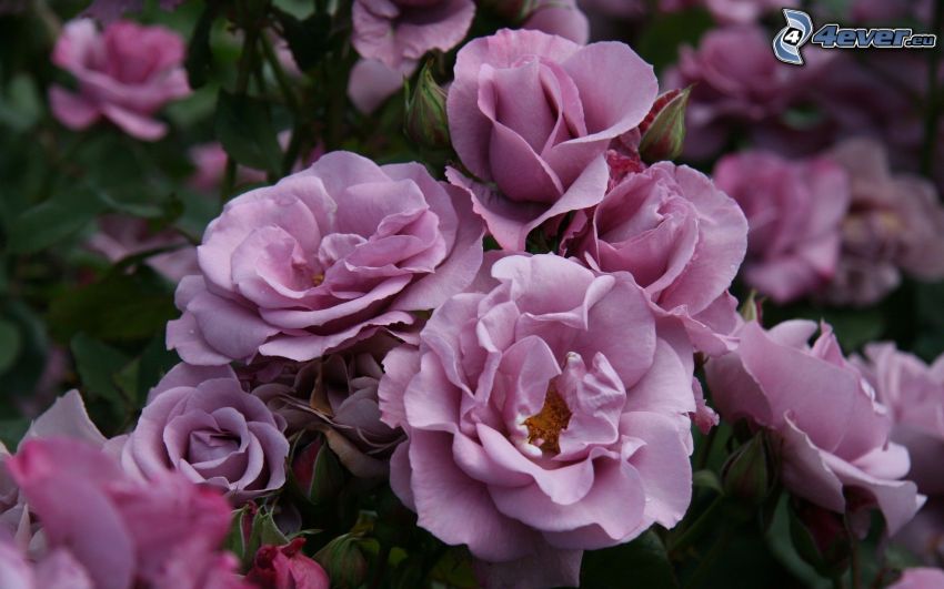 rózsaszín virágok