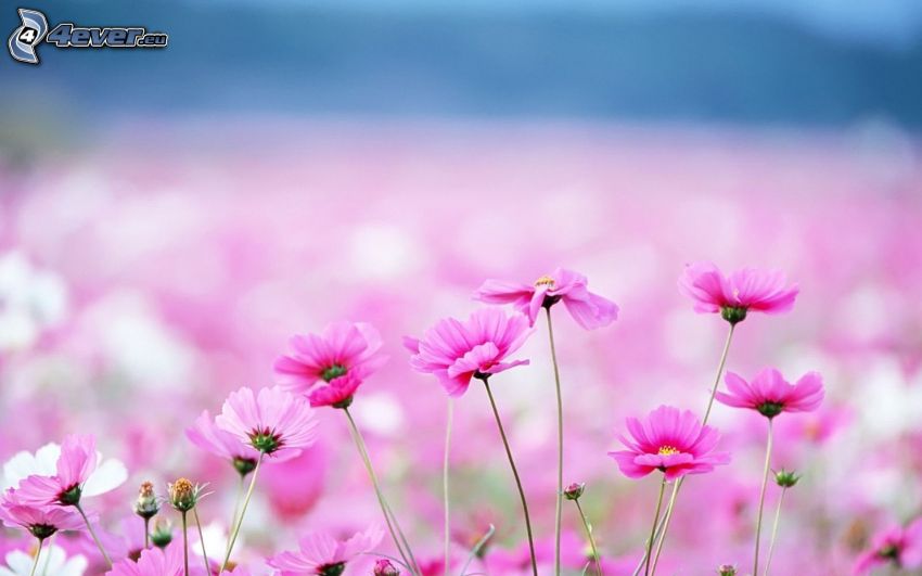 rózsaszín virágok