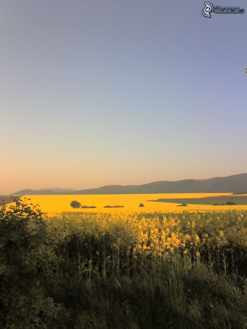 sárga mező, kilátás
