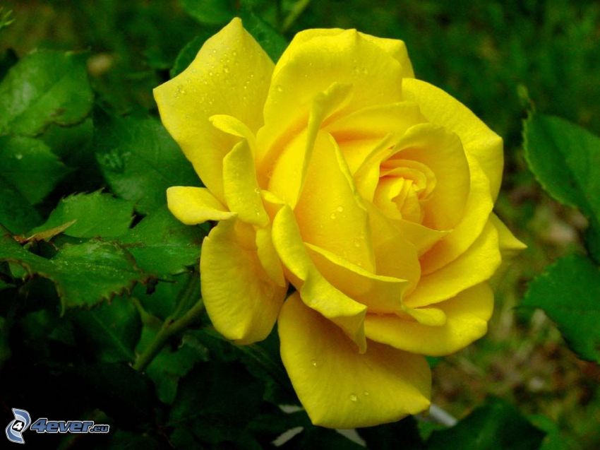 sárga rózsa
