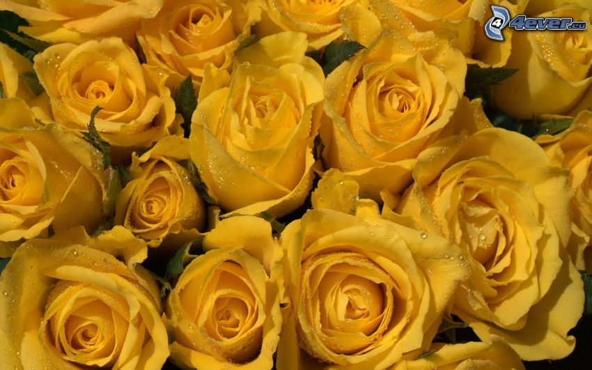sárga rózsák, harmat