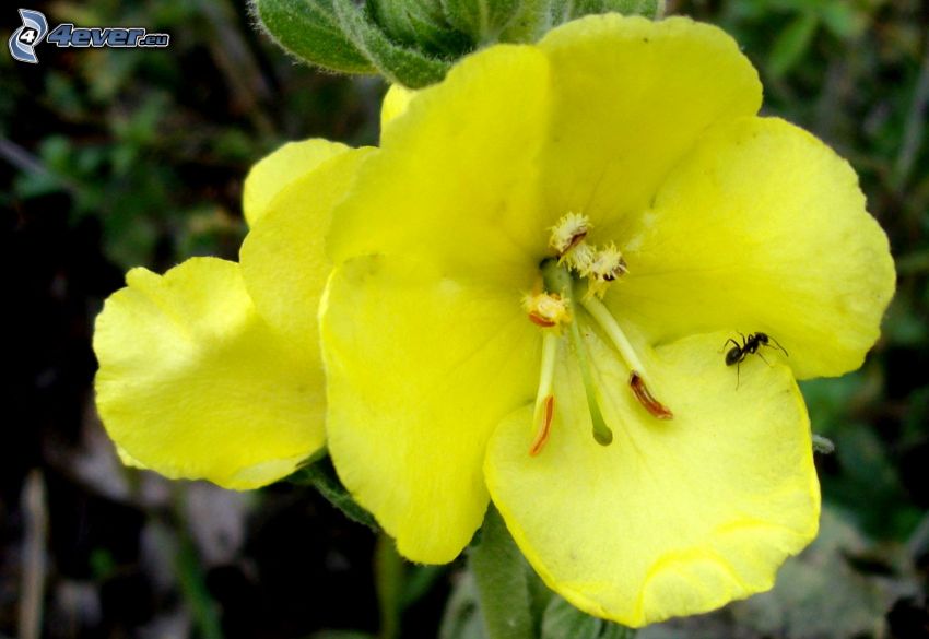 sárga virág, hangya