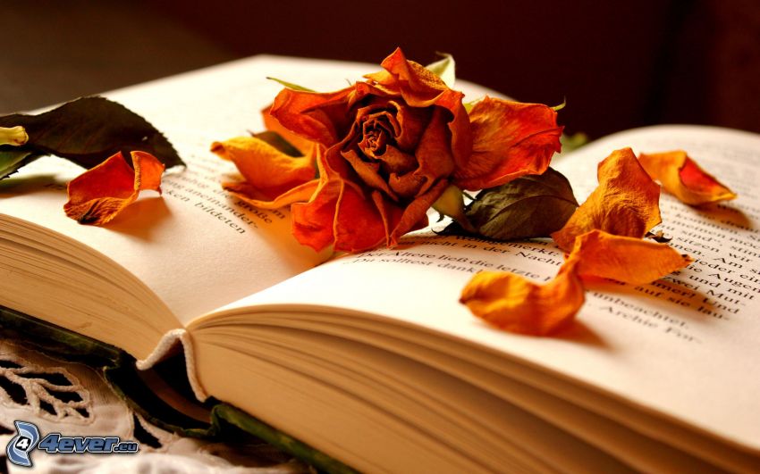 száraz virág, könyv, rózsa