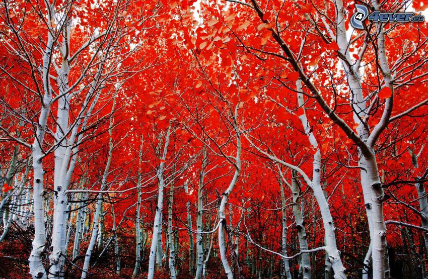 színes őszi fák, nyírfaerdő