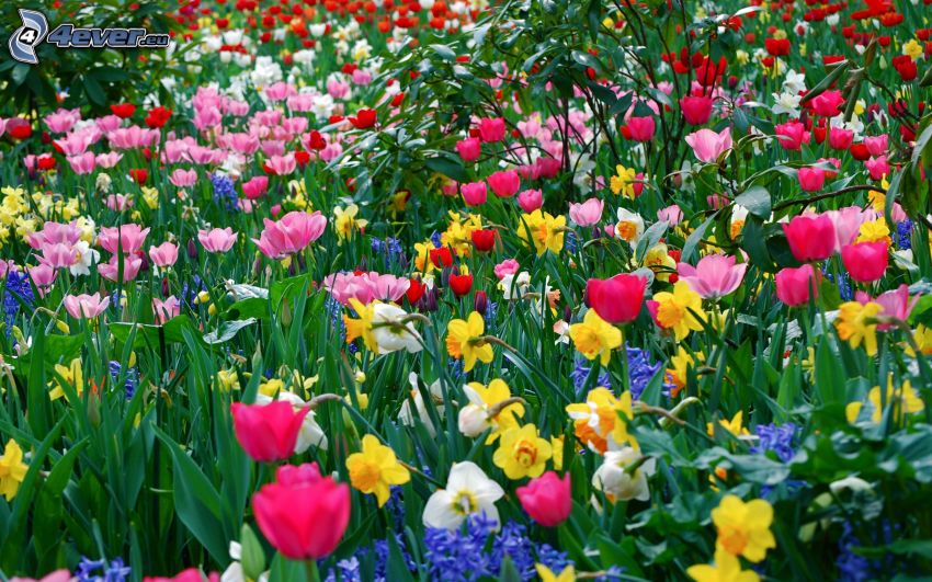 színes virágok, nárciszok, tulipánok