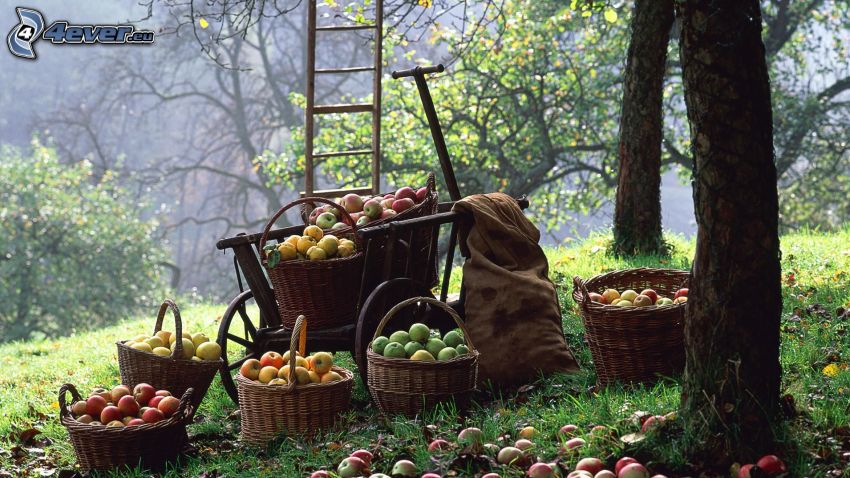 almák, termés, kosarak, kis kocsi, létra