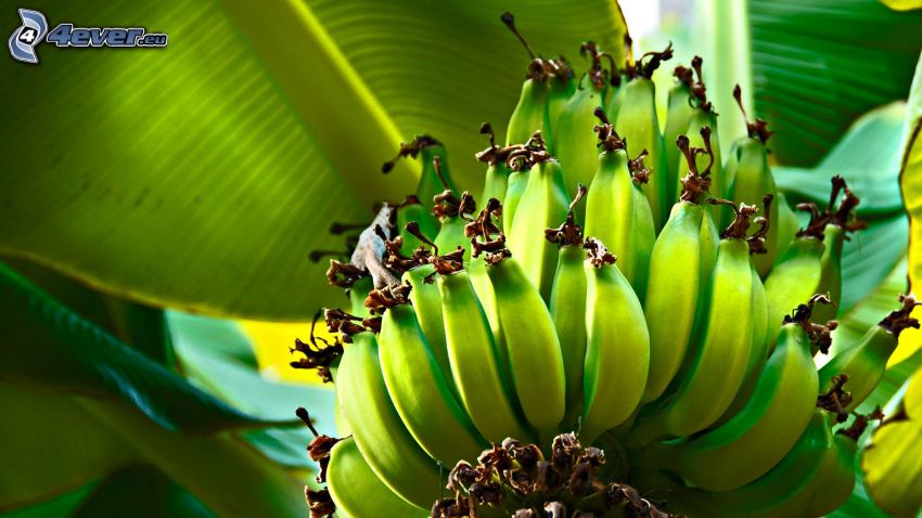 banánfa, banánok