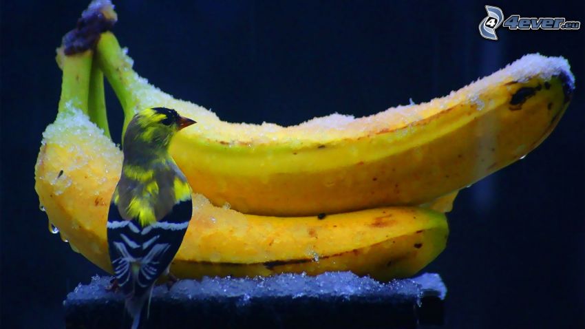 banánok, madár