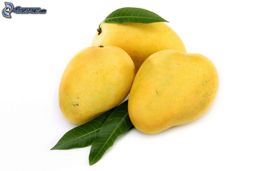 mangó, zöld levelek